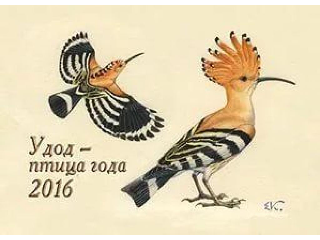 Удод – птица 2016 года
